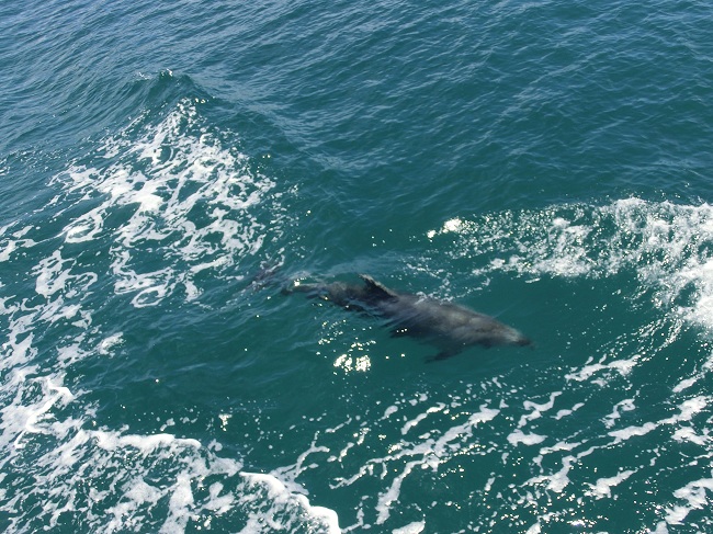 Delphin, Bay of Islands, Neuseeland