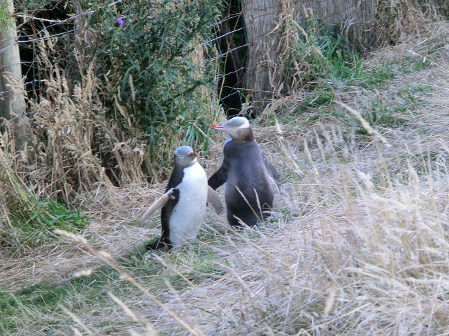 Pinguine in Oamaru