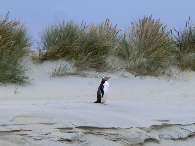 Pinguin, Otago Peninsula