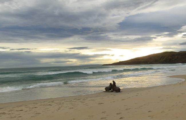 Seehunde, Otago Peninsula