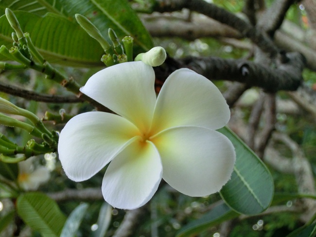 Frangipani - die Blume der Südsee