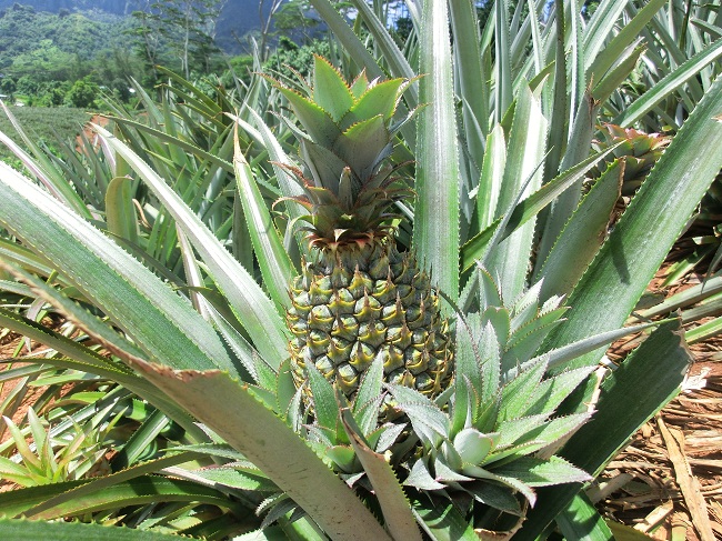 Ananasplantage auf Moorea - Französisch Poynesien