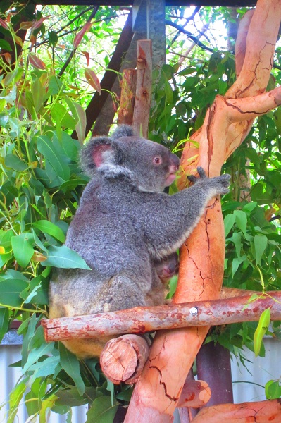 Der Kleine hat sich gut unter derm Arm der Koala-Mama versteckt